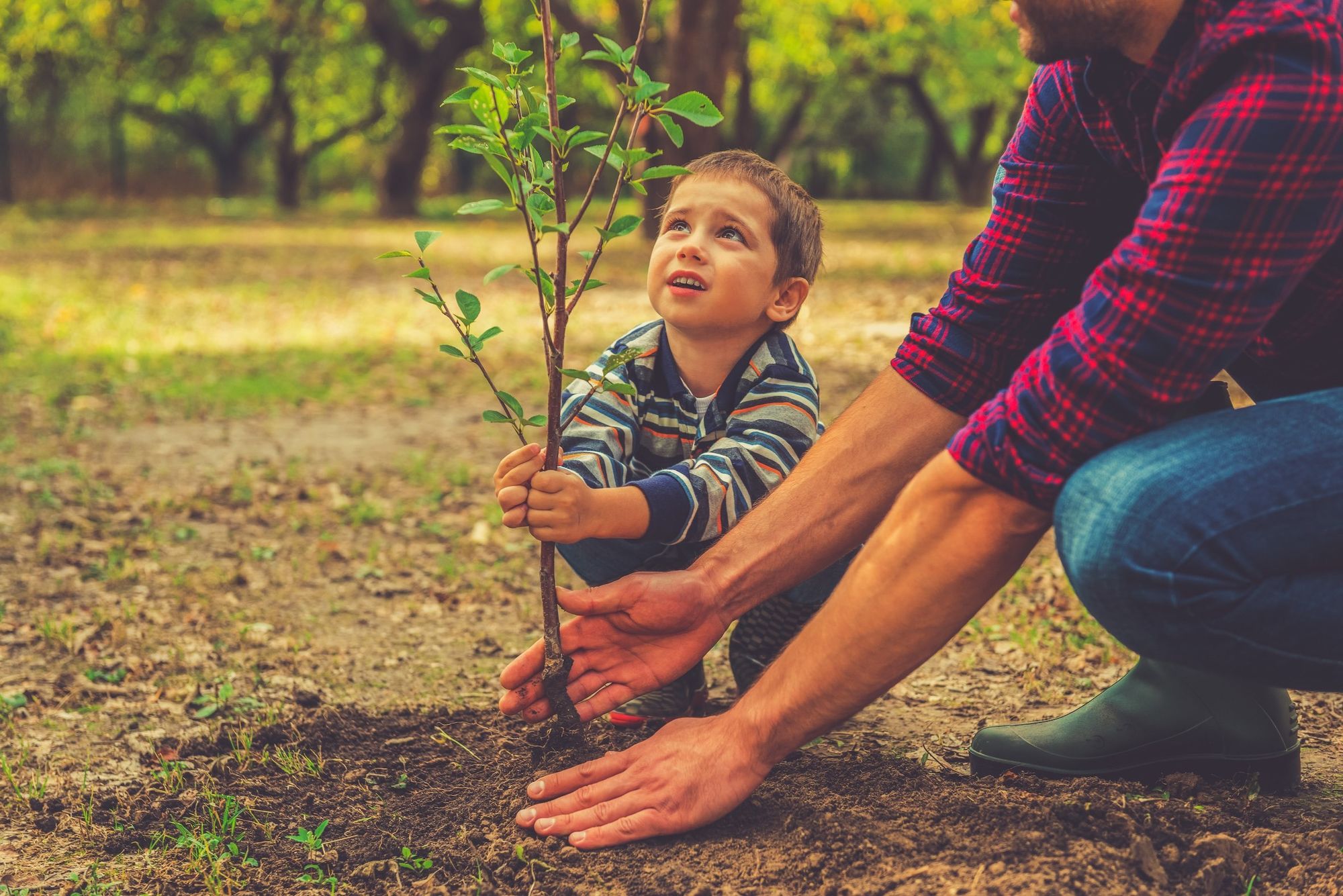 Vlinderkring voor begraafplaats Borsbeek